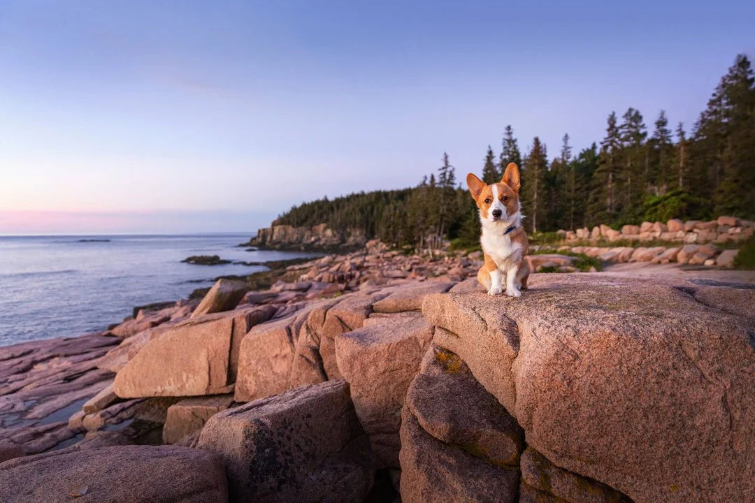 Top 5 Dog-Friendly National Parks for POV Filming