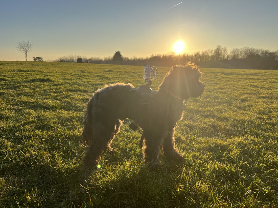 How to Film Stunning 5K POV Videos of Your Dog’s Adventures (Pro Tips + Gear Guide)